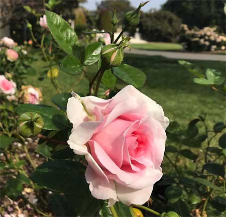 Peace and Harmony rose